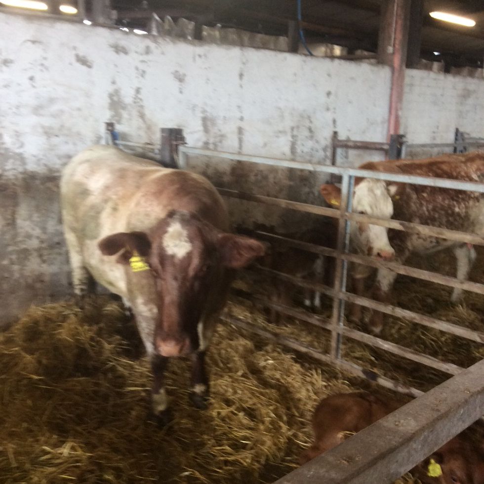 Primary Five Visit To The Farm